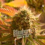 Blim Burn Seeds Golden Goat