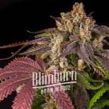 Blim Burn Seeds Pink Runtz Auto