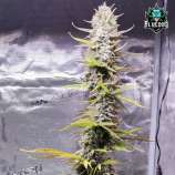 Bluedog Genetics Money Tree