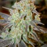 Bodhi Seeds Blue Lotus