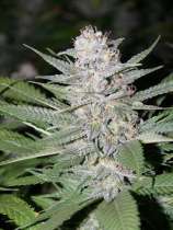 Bodhi Seeds Blueberry Hashplant