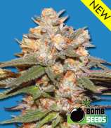 Bomb Seeds Big Bomb Auto