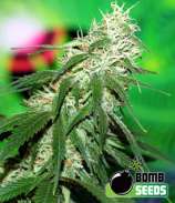 Bomb Seeds Buzz Bomb