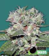 Bomb Seeds CBD Bomb