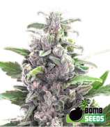 Bomb Seeds THC Bomb Auto