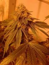 Boneyard Seeds Norcal Abednego