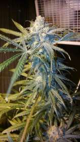 Boneyard Seeds Norcal Blood Sweat N Tears