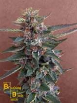 Breaking Buds Seeds Chocolate Cookies