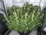 Breeders Choice Kronocaine