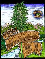 British Columbia Seed Company True Skunk #1