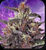 Buddha Seeds Buddha Purple Kush