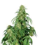 Buddha Seeds Calamity Jane