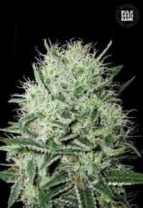 Bulk Seed Bank Auto Guerilla Glue