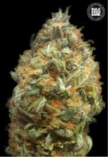 Bulk Seed Bank Auto Original Orange Bud