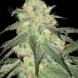 Bulk Seed Bank Auto Sour Diesel