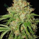 Bulk Seed Bank Auto White Prussian