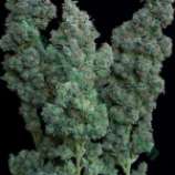 Bulk Seed Bank Euforia Special