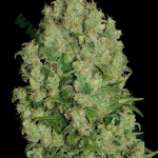 Bulk Seed Bank White Prussian