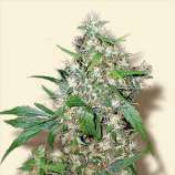 Bulk Seeds Auto Critical+