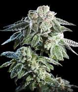 Burning Bush Nurseries Girl Scout Cookies