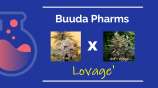 Buuda Pharms Lovage'