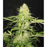 CBD Seeds Critical