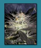 Cabin Fever Seed Breeders Double White Dawg