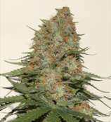 Cabin Fever Seed Breeders Satori Haze