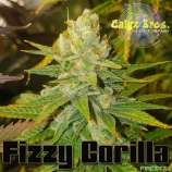 Calyx Bros. Seed Co. Fizzy Gorilla