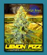 Calyx Bros. Seed Co. Lemon Fizz 