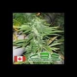 Canadian Bred Seeds Bunker Bud