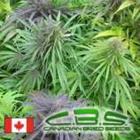 Canadian Bred Seeds Madame Poison