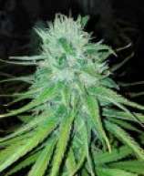 Cannabiogen Michoacan Cream