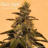 Cannarado Genetics Black Apple