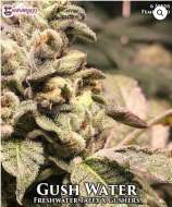 Cannarado Genetics Gush Water