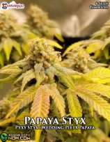 Cannarado Genetics Papaya Styx