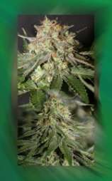 Connoisseur Genetics The White Jones