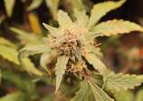 Croatoan Seeds Beach Bubba Chem