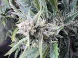 Croatoan Seeds Pure Michi-Chem