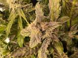 Croatoan Seeds Queen's Chem