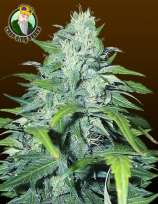 Crop King Seeds Dwarf Low Flyer