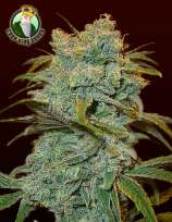 Crop King Seeds Ice Wreck