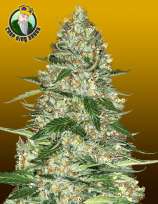 Crop King Seeds Northern Lights