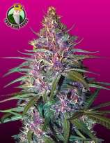 Crop King Seeds Purple Kush