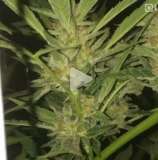 Cult Classics Seeds Animas Valley