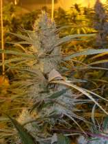 DNA Genetics Seeds Cannalope Haze