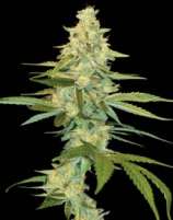 DNA Genetics Seeds Cannalope Kush