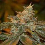 DNA Genetics Seeds Cataract Kush