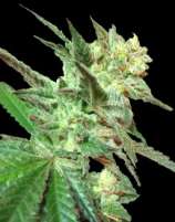 DNA Genetics Seeds Honey BooBoo