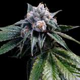 DNA Genetics Seeds Lemon Walker